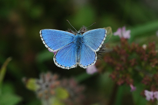 adonis blue butterfly-06.jpg - ADONIS BLUE BUTTERFLY - OLD WINCHESTER HILL, HANTS - 28.08.07